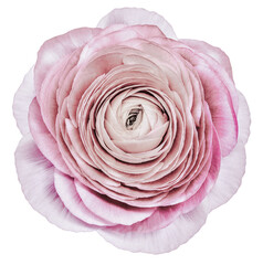 Rose flower.  Flower isolated on a white background. No shadows with clipping path. Close-up. Nature.
