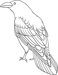 crow vector outline illustration png cut out