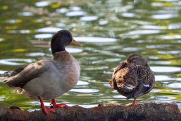 A group of wild mallard ducks (Anas platyrhynchos)
