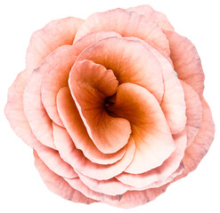 Rose flower. Flower isolated on a white background. No shadows with clipping path. Close-up. Nature.
