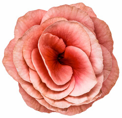 Red rose flower.  Flower isolated on a white background. No shadows with clipping path. Close-up. Nature.