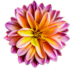 Dahlia flower  on a  white isolated background with clipping path. Closeup.  Nature.