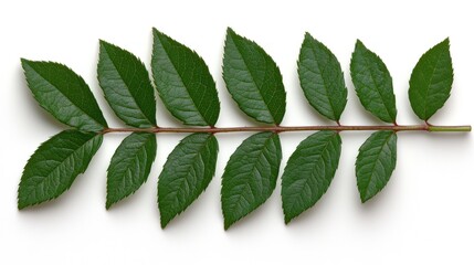 Green leaf sprig on white background nature photography