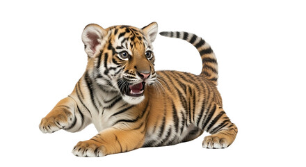 Obraz premium Young bengal tiger cub resting peacefully with striped fur and expressive gaze on transparent background