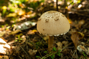 Wild mushroom in natural forest habitat, close up of parasol fungus among grass and leaves