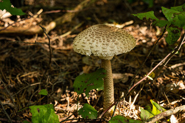 Wild parasol mushroom macro, natural forest fungus on woodland ground in autumn