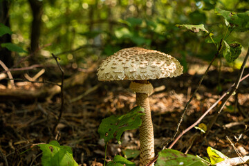 Close up of wild mushroom in forest, parasol fungus growing among grass and leaves