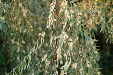 Close-up of oleaster (Elaeagnus), detailed plant shot with natural texture