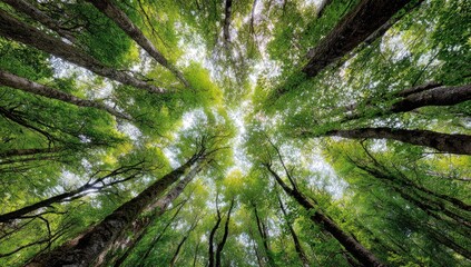 Lush forest canopy seen from below