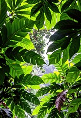 Lush, vibrant green leaves form a dense canopy overhead in a Tahitian rainforest, exotic, pacific ocean