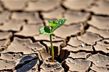 Resilient plant pushing through dry, cracked earth, reaching for sunlight, wilderness, texture
