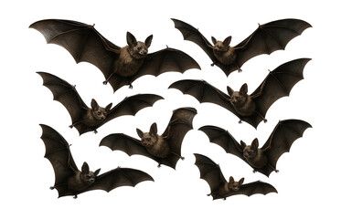 Naklejka premium Halloween bats in flight.