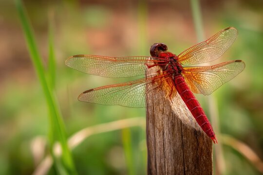 Red dragonfly perched on a wooden post
