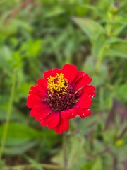 Red zinnia with yellow center in soft garden bokeh