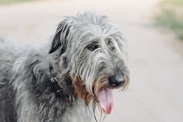 magnificent grey Irish Wolfhound dog walking on footpath in summer, close-up view of head, dogwalking concept