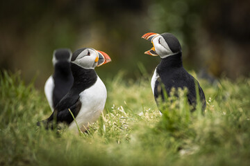 Puffins