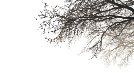 Bare tree branch silhouette, modern artistic winter forest graphic. Isolated on transparent background.

