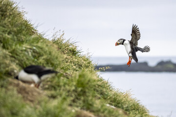 Puffins