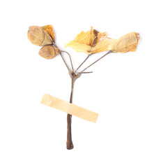 Beautiful dry celandine flower with adhesive tape isolated on white, top view