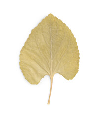 Beautiful dry leaf isolated on white, top view