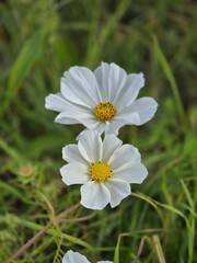 Four white cosmos flowers with yellow centers in soft meadow bokeh