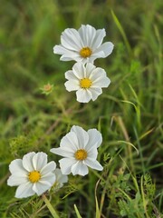 Four white cosmos flowers with yellow centers in soft meadow bokeh