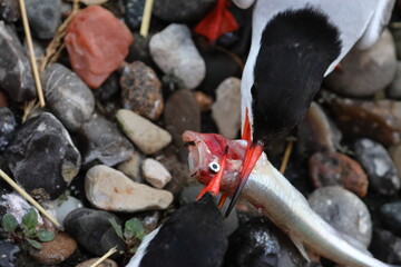 Obraz premium common tern
