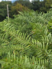 Lush green fern fronds filling the frame