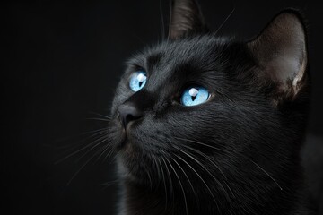 Close-up of a black cat with striking blue eyes (1)