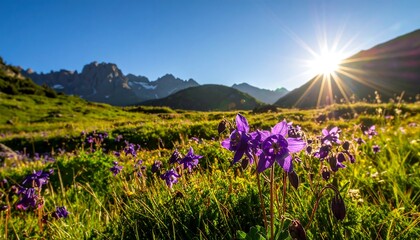 Fototapeta premium A vibrant meadow of purple wildflowers stretches out beneath a majestic mountain range, bathed in the warm glow of a sunrise.