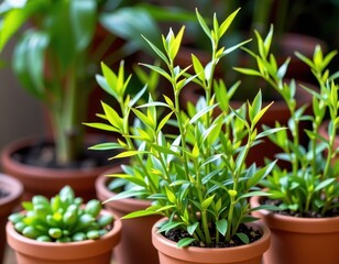 Vibrant green bamboo shoots thrive in elegant terracotta pots, showcasing lush foliage and healthy growth, potted plants, summer