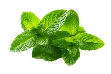Mint herb sprigs with green leaves, fresh culinary plant set. Isolated on transparent background.


