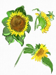 set of sunflowers