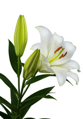 Three pristine transparent lily flowers (one bloomed, two buds) with green leaves and a glistening dewdrop, isolated on a seamless transparent background. Concept of natural purity