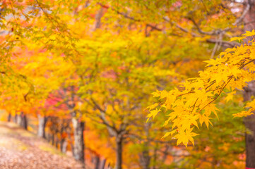 黄色に色づく紅葉　もみじ湖
