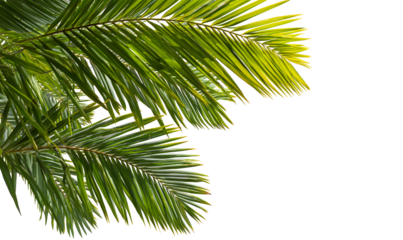 Green tropical palm leaf, botanical exotic foliage illustration. Isolated on transparent background.

