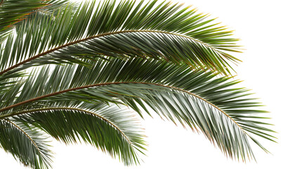 Fototapeta premium Green tropical palm leaf, botanical exotic foliage illustration. Isolated on transparent background.
