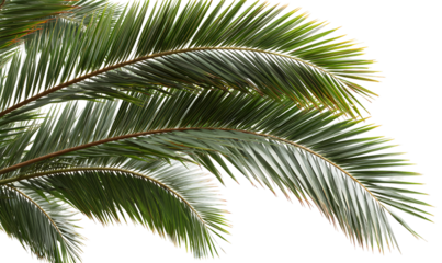 Green tropical palm leaf, botanical exotic foliage illustration. Isolated on transparent background.