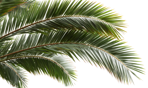 Green tropical palm leaf, botanical exotic foliage illustration. Isolated on transparent background.

 - Powered by Adobe