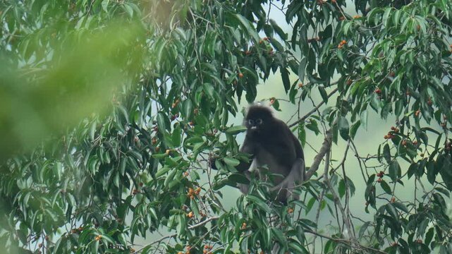 Siamang (Symphalangus syndactylus) Gibbons hanging on tree in the rainforest at Hala-Bala Wildlife Sanctuary, Narathiwat Province ,Thailand.