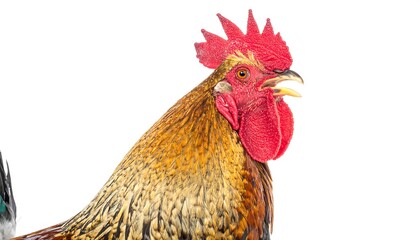 Rooster's head and upper body against a white backdrop, profile with open beak
