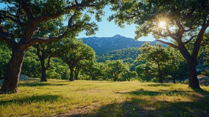 Sunny meadow between trees against hills and a blue sky