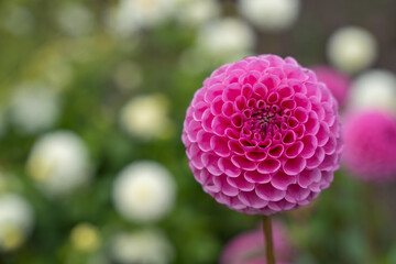 A pink ball dahlia captured from the side with its rounded structure. The blurred white dahlias in the background create depth. © Jakob