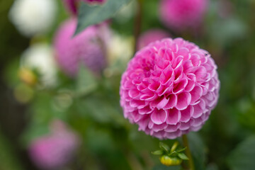 A pink dahlia in focus with lush layered petals, surrounded by greenery. Other dahlias appear softly blurred in the background.