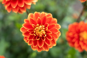 A close-up of an orange dahlia with yellow-edged petals. The flower's symmetry and detail shine against a blurred background.