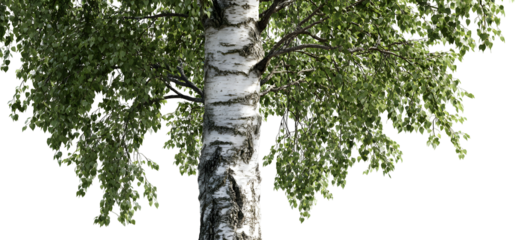 Large birch tree, realistic white trunk and leafy crown solitary botanical illustration. Isolated on transparent background.

