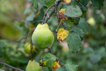 A ripe quince fruit hangs from a branch with green-yellow leaves. The rough skin and autumnal coloring indicate harvest time.