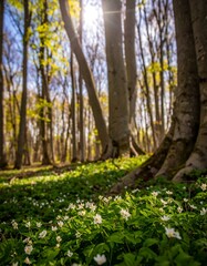 Sunny forest floor with wildflowers (1)