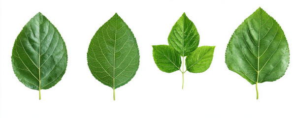 Four different types of green leaves are displayed side by side on white background