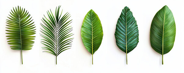 Five different tropical leaves are arranged in row on white background, showcasing their unique shapes and textures